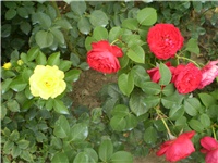 2e86ad8c-Picture 4757.jpg